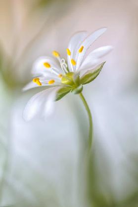 Stitchwort soft