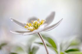 Wood Anemone