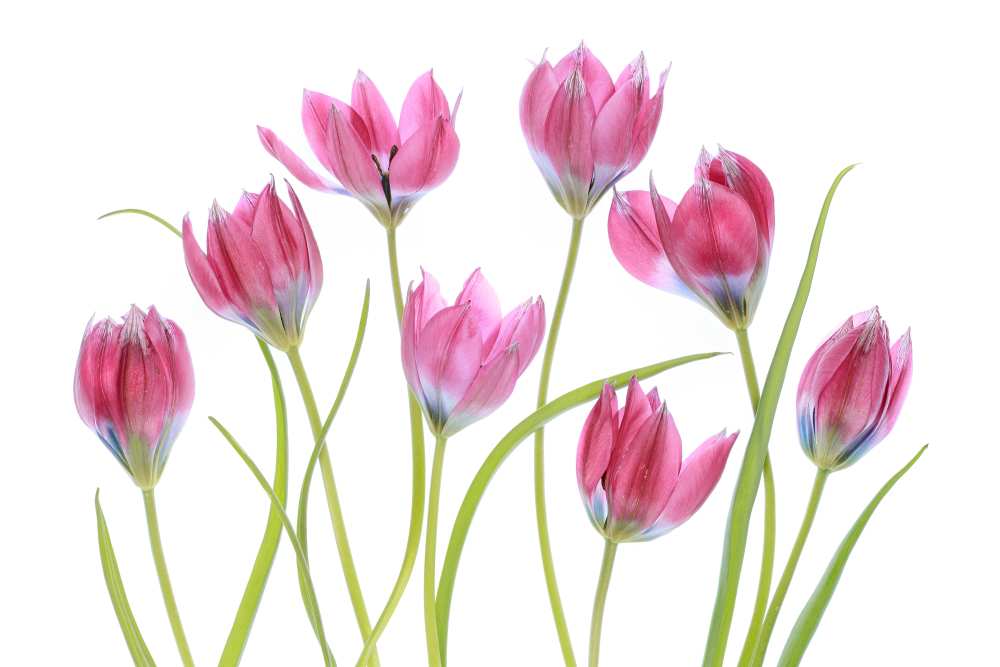 Tulip blush de Mandy Disher