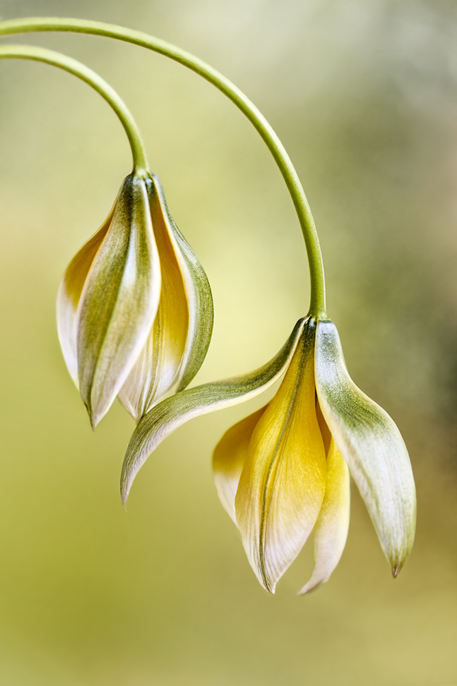 Tulipa de Mandy Disher