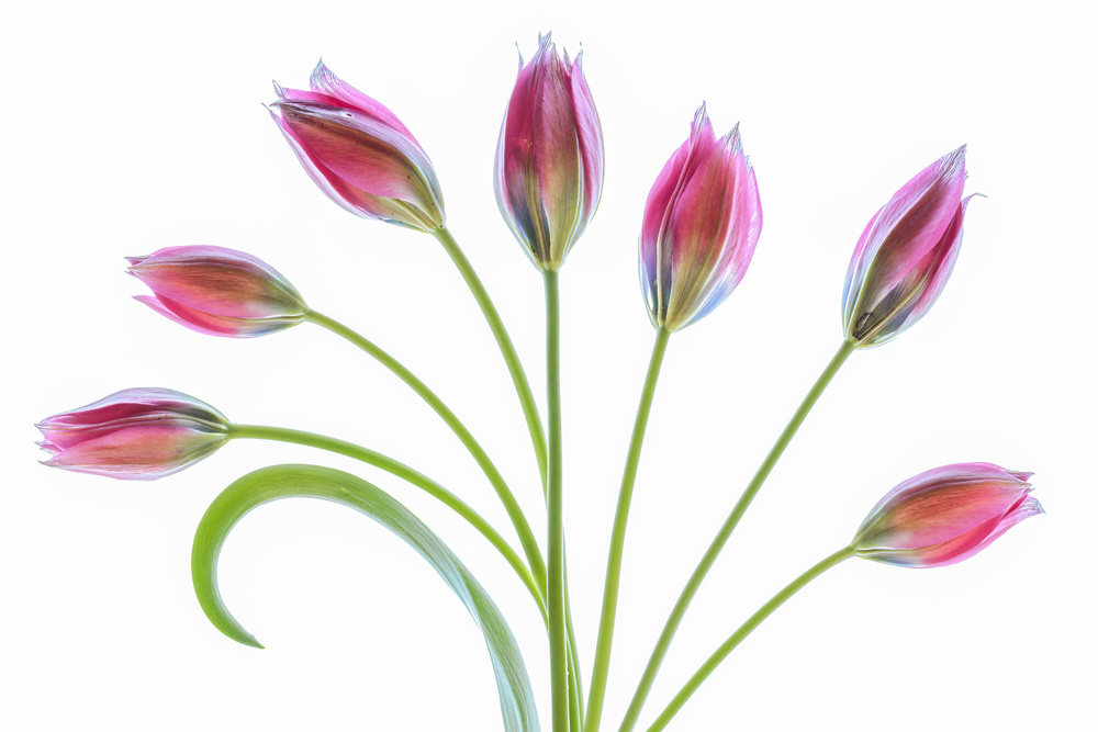 Tulipa de Mandy Disher