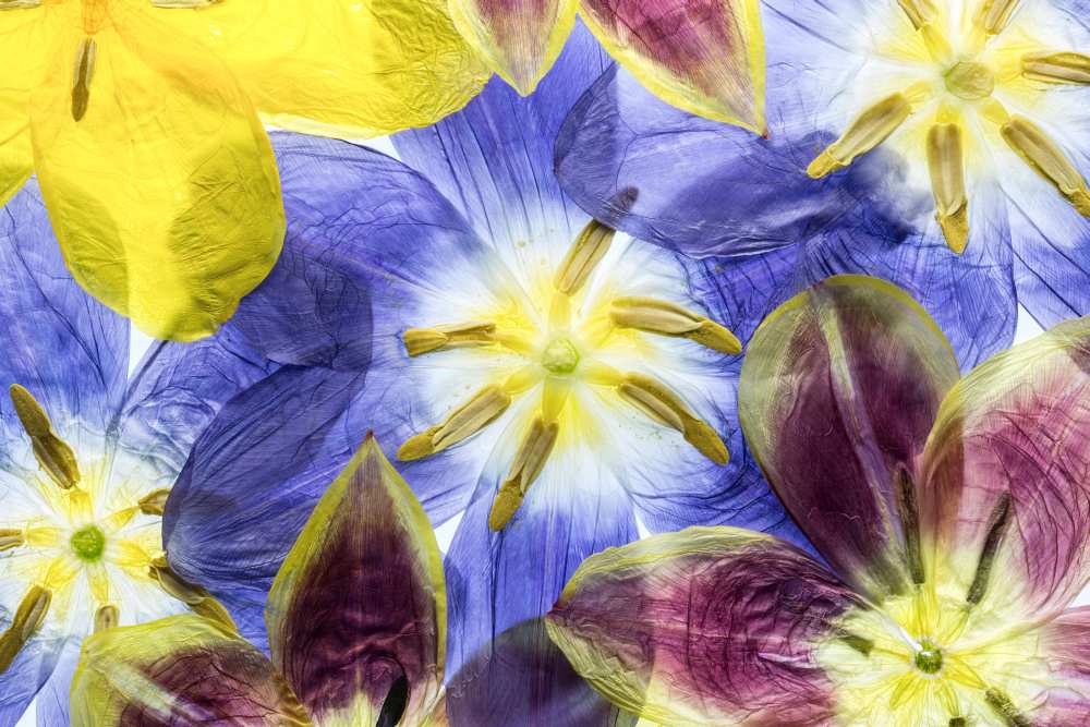 Tulips de Mandy Disher