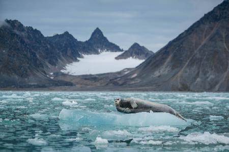 Bearded seal on its icy throne