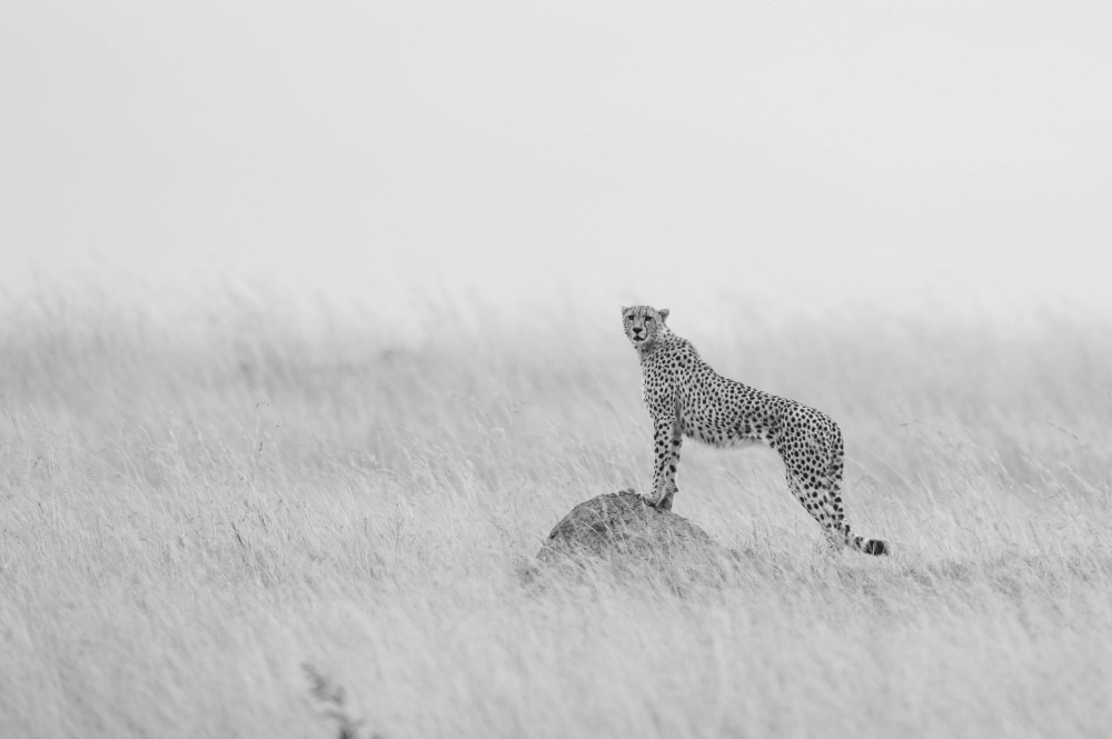 Cheetah Manning its territory de Manish Nagpal