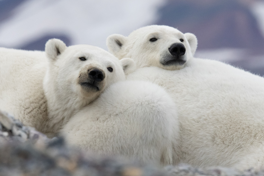 Polar cuddle de Manish Nagpal