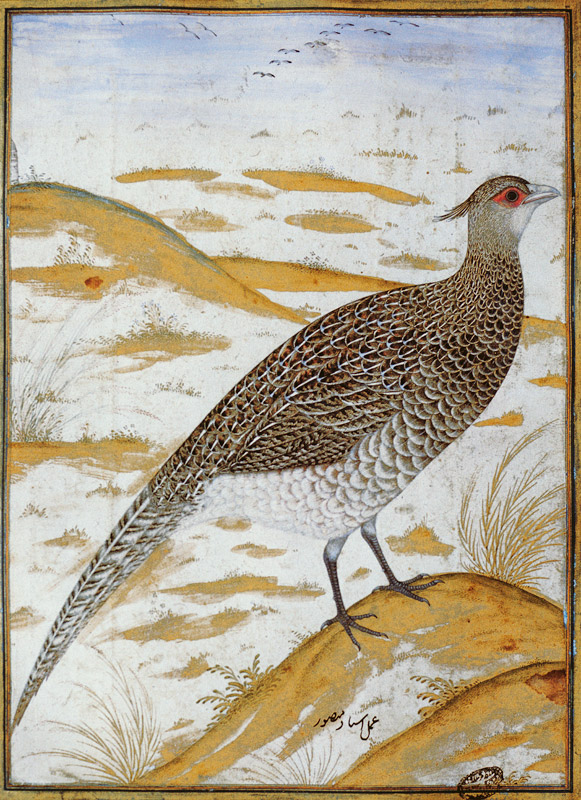 Himalayan cheer pheasant, Jahangir Period, Mughal de Mansur