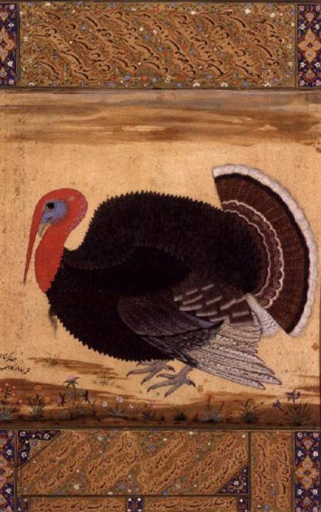 A turkey-cock, brought to Jahangir from Goa in 1612, from the Wantage Album, Mughal de Mansur