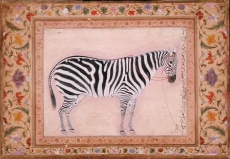 Zebra, from the 'Minto Album' de Mansur
