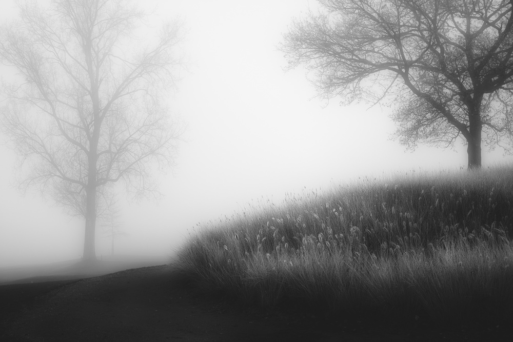 Foggy morning de Marc Huybrighs