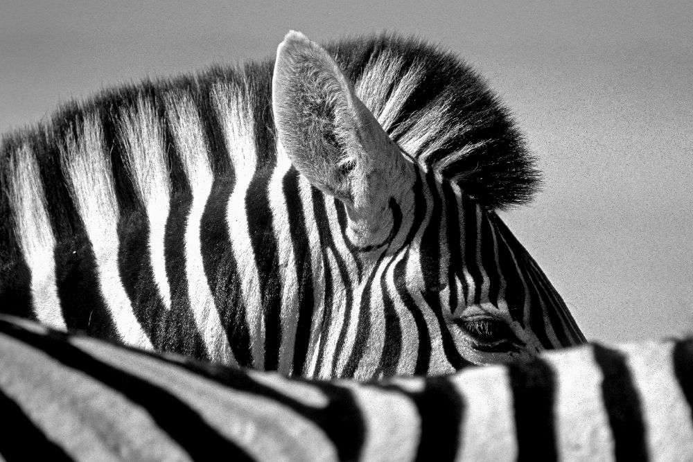 Curious Zebra de Marc Pelissier