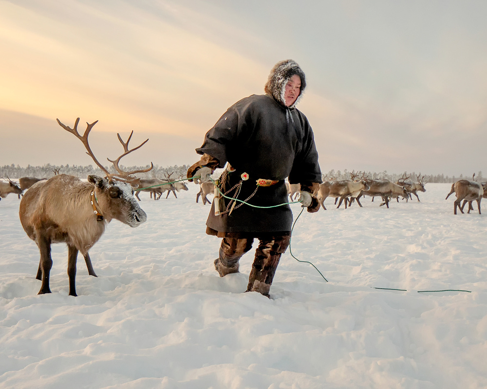 Nenet and reindeer de Marcel Rebro
