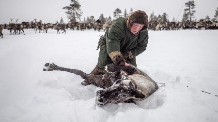 Semyon catches the reindeer
