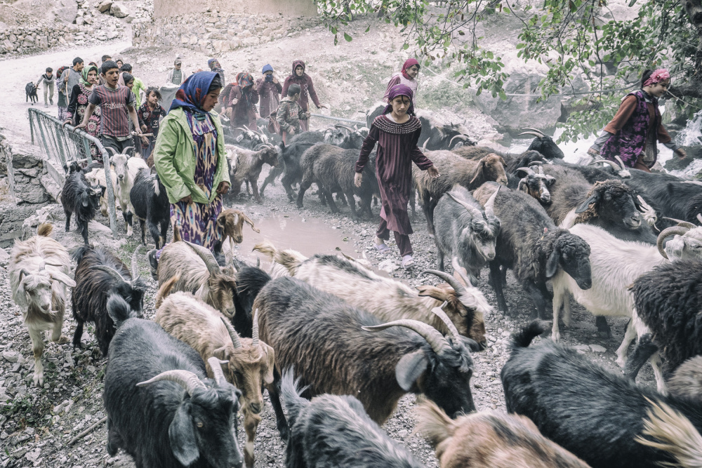 Livestock on the way from pastures de Marcel Rebro