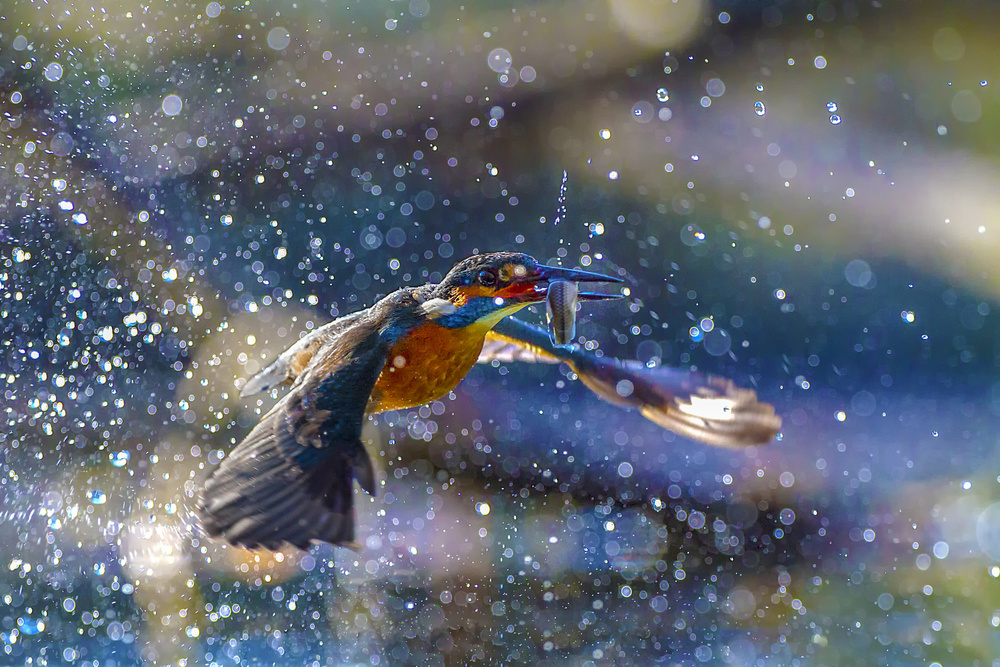 Kingfisher backlight de Marco Redaelli