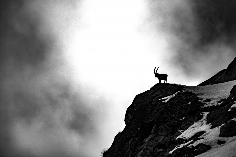 Where ibex dare de Marco Redaelli
