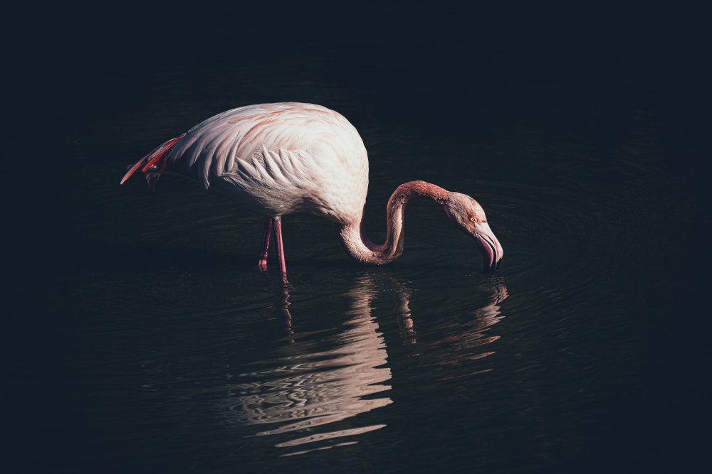 Enlighted flamingo de Marco Tagliarino