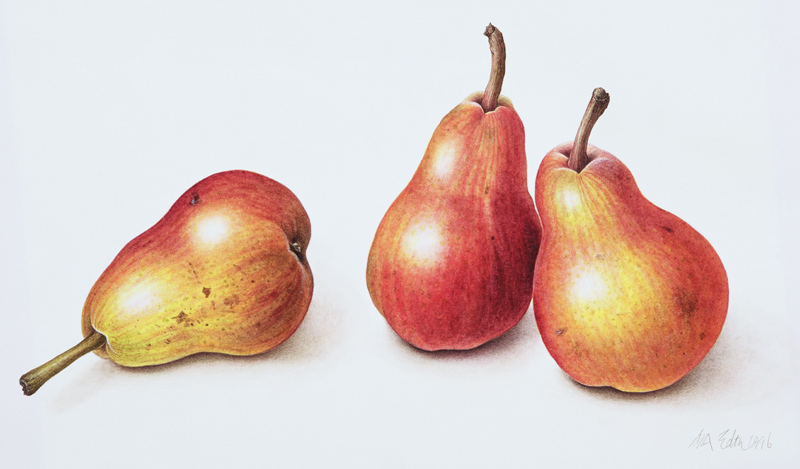 Red Pears, 1996 (w/c on paper)  de Margaret Ann  Eden