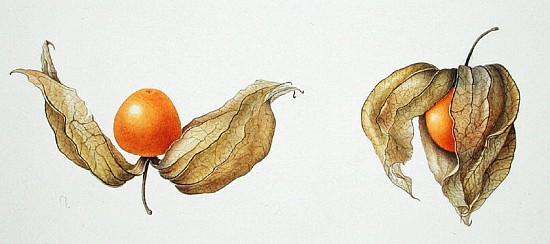 Cape Gooseberries (Physalis peruviana) 1996 (w/c on paper)  de Margaret Ann  Eden