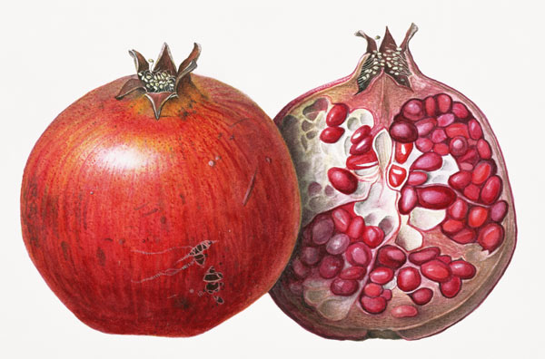 Pomegranate, 1995 (w/c on paper)  de Margaret Ann  Eden