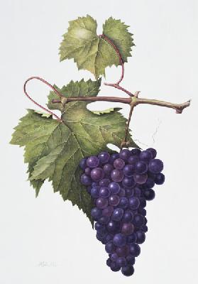 Grapes, 1994 (w/c on paper) 