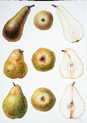Six Pears, 1994 (w/c on paper) 