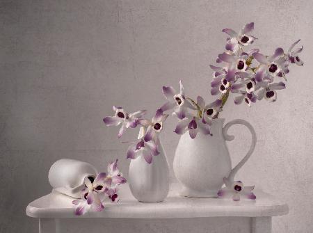 Lilac Orchid