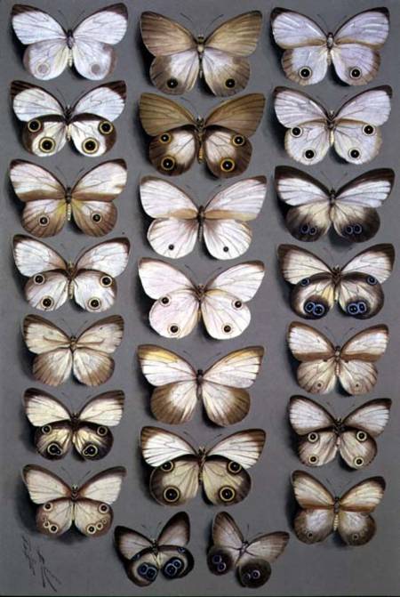 Papuan Butterflies 2 de Marian Ellis Rowan