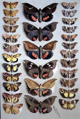 Papuan Moths