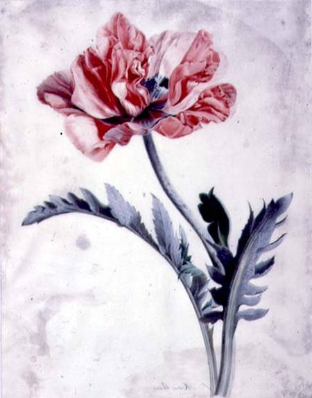 Flower Pieces, Oriental Poppy de Marie-Anne