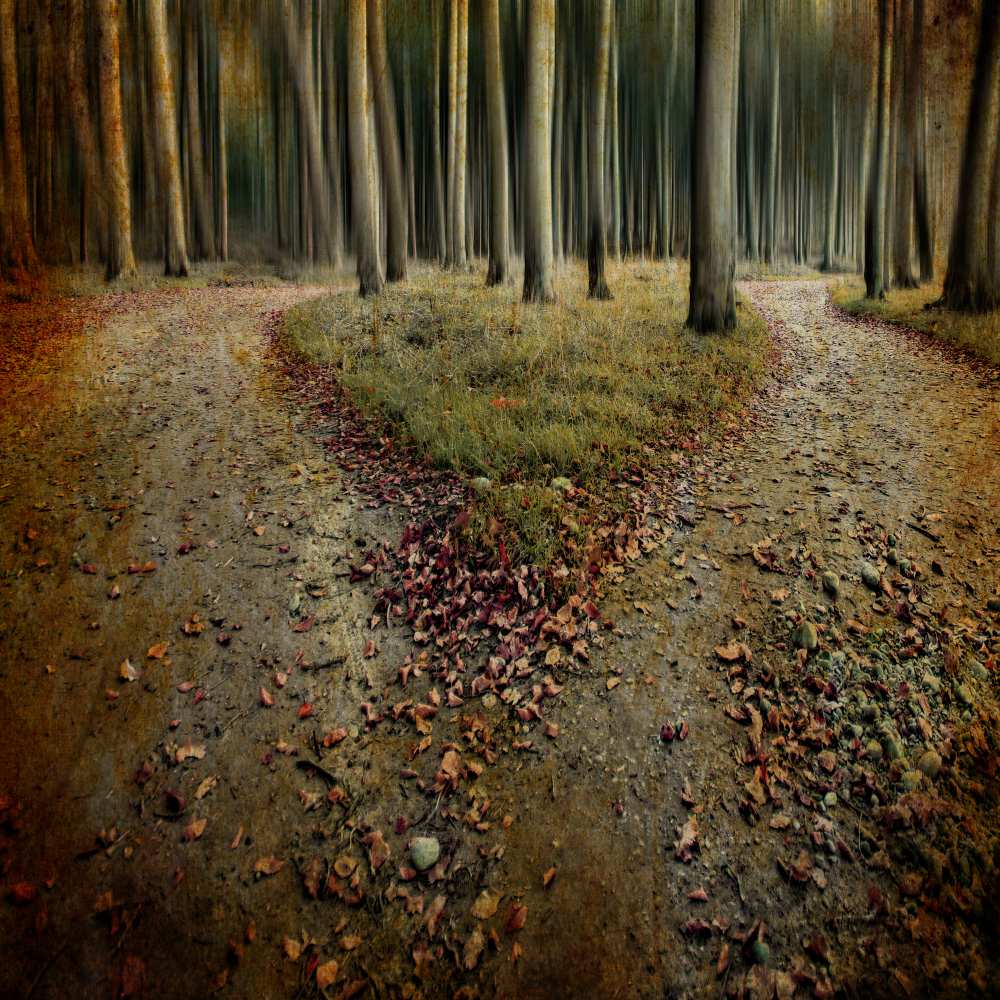 [another lonely heart in haunted woods] de Mario Benz