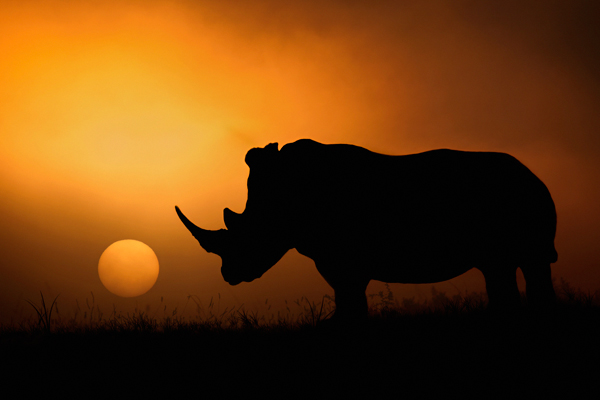 Rhino Sunrise de Mario Moreno