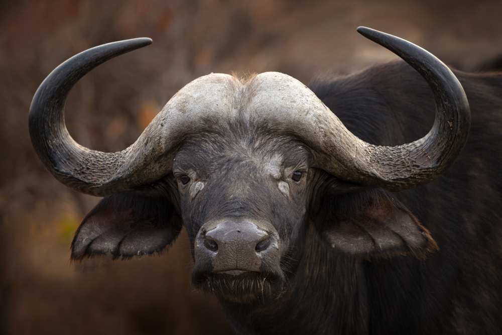 A Buffalo Portrait de Mario Moreno