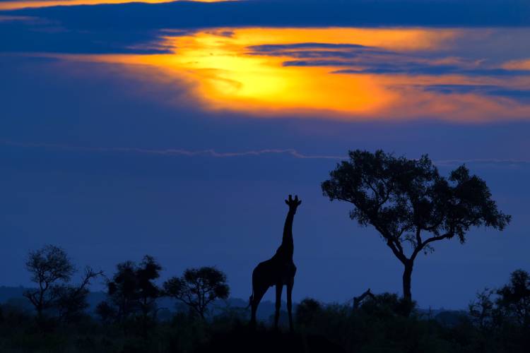 A Giraffe at Sunset de Mario Moreno