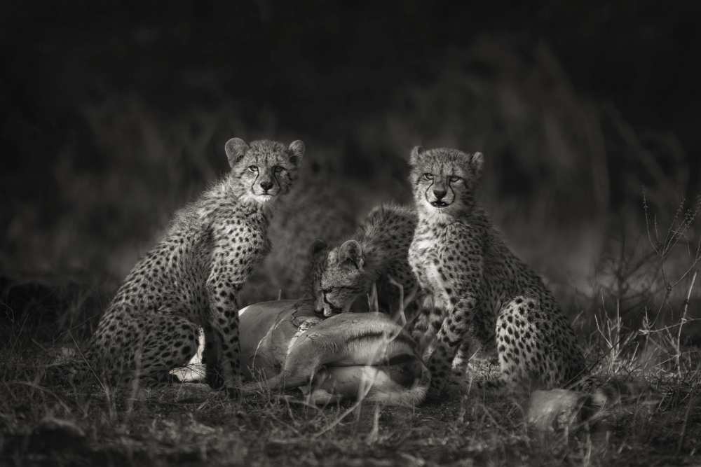 Cheetah Cubs de Mario Moreno