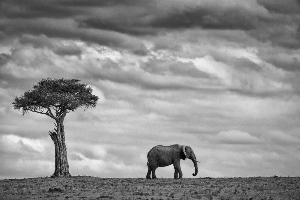 Elephant Landscape de Mario Moreno