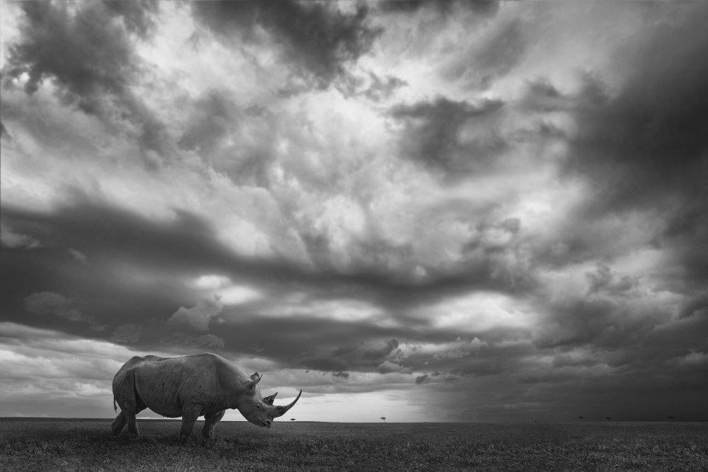 Rhino Land de Mario Moreno