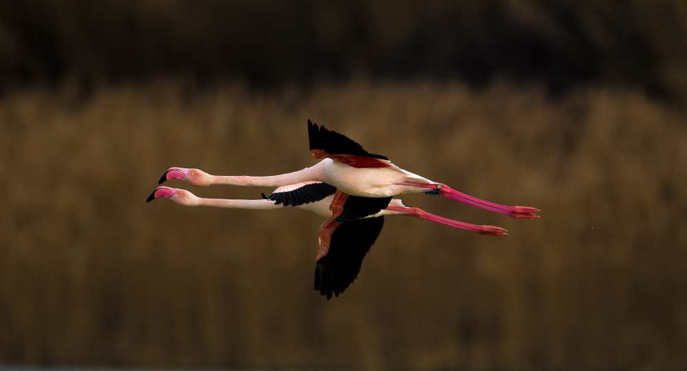 Greater Flamingo de Marius Floca