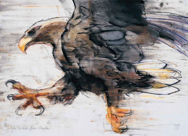 Talons - White tailed Sea Eagle de Mark  Adlington