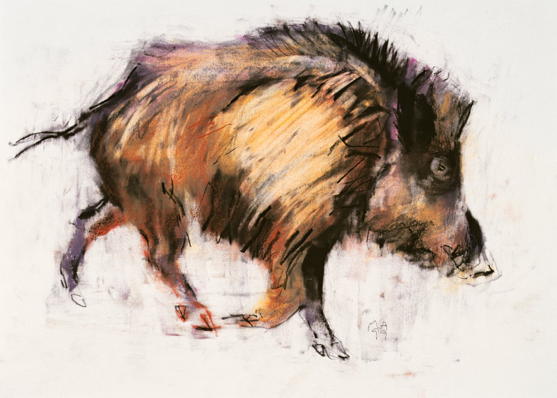 Wild Boar Trotting de Mark  Adlington
