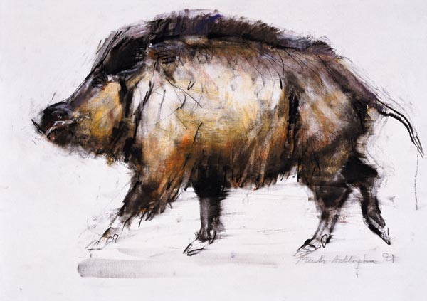 Wild Boar de Mark  Adlington