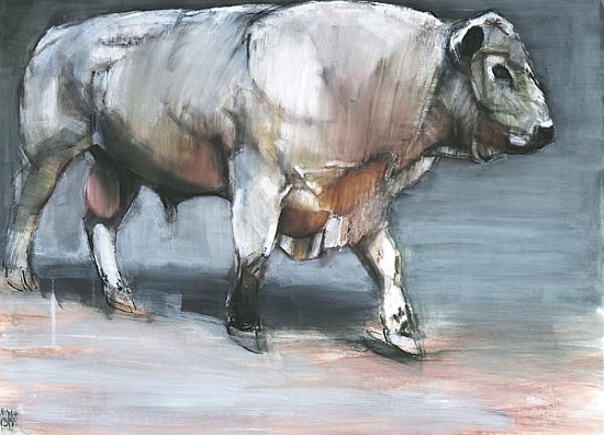 Fresno, Galloway Bull de Mark  Adlington
