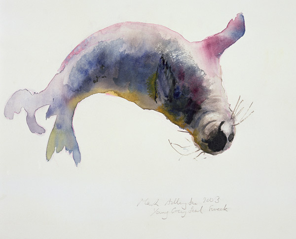 Young grey seal, Gweek de Mark  Adlington