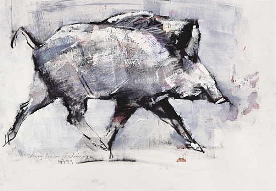 Young boar, Bialowieza, Poland de Mark  Adlington
