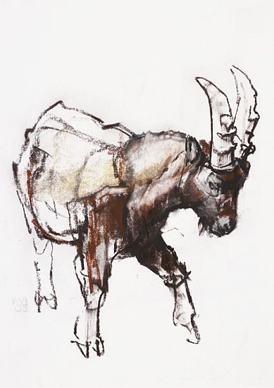 Young Ibex, Gran Paradiso de Mark  Adlington