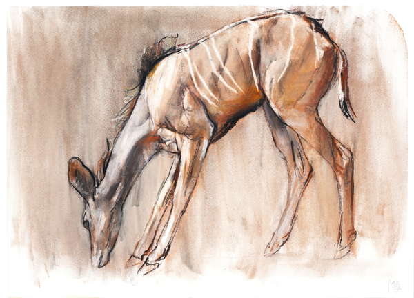 Young Kudu, Loisaba de Mark  Adlington