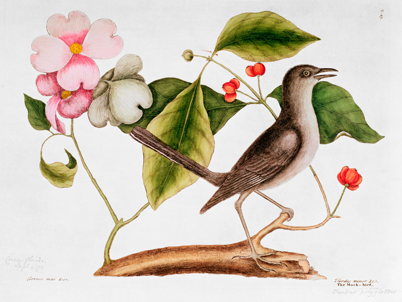 Dogwood: Cornus florida and Mocking Bird from the "Natural History of Carolina" (1730-48) de Mark Catesby