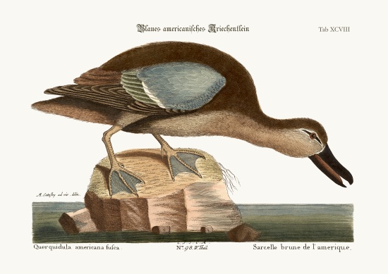 The Blue-wing Teal de Mark Catesby
