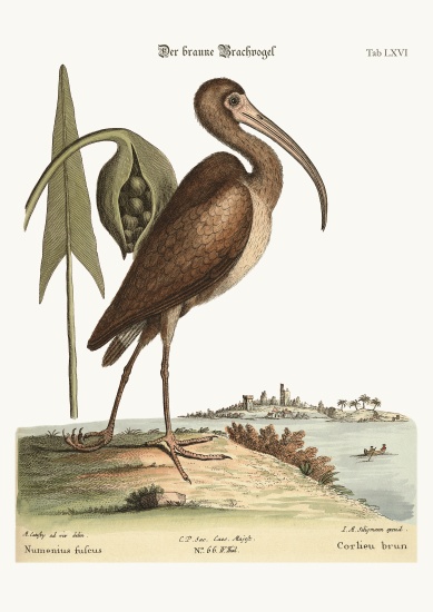 The brown Curlew de Mark Catesby