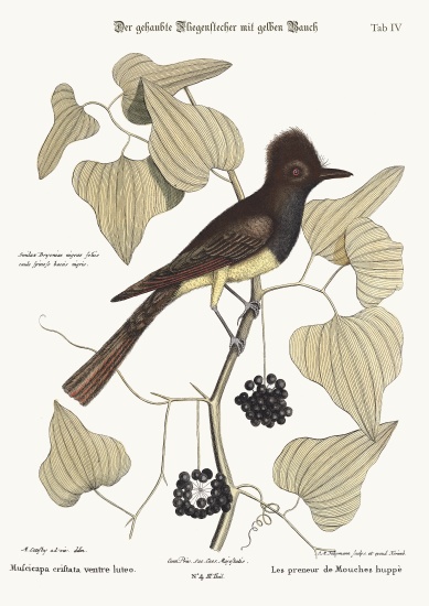 The crested Flycatcher de Mark Catesby