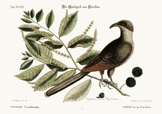 The Cuckow of Carolina de Mark Catesby